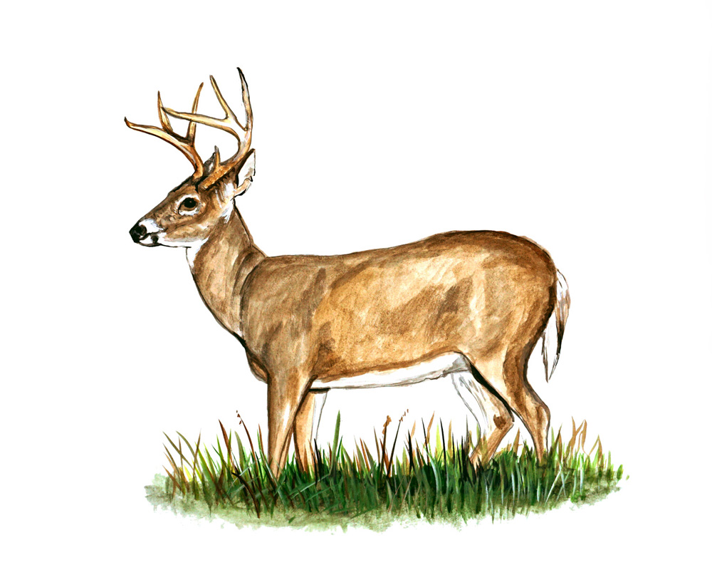 Deer Buck Decal/Sticker - Click Image to Close
