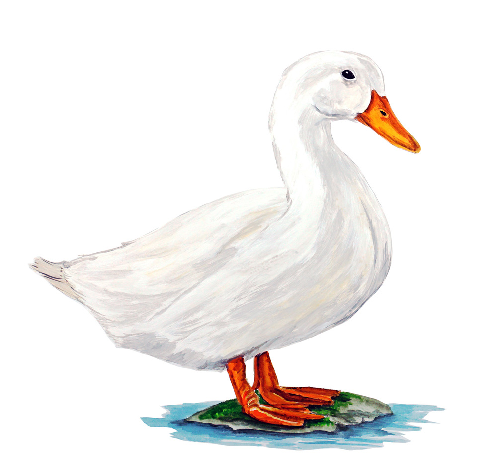Duck Decal/Sticker - Click Image to Close