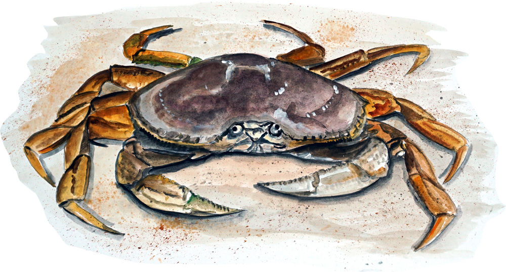 Dungeness Crab Decal/Sticker