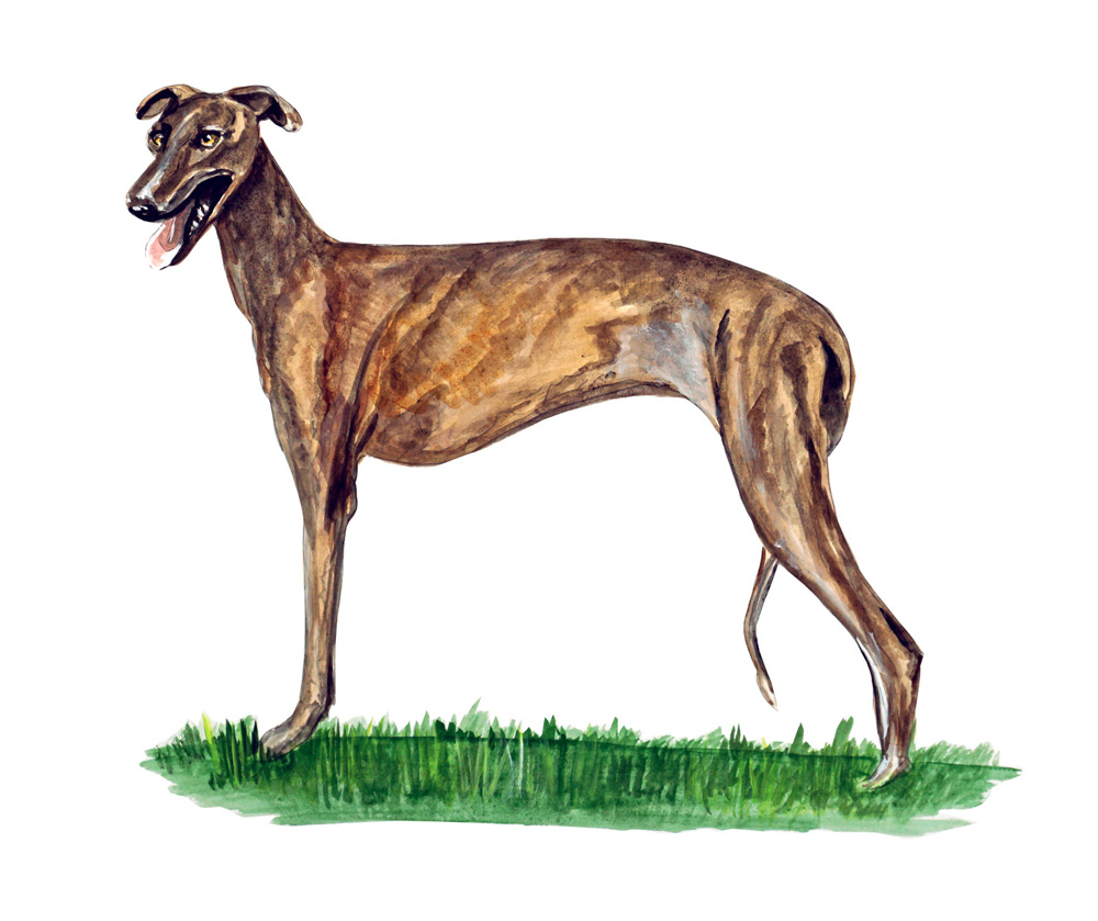 Greyhound Decal/Sticker