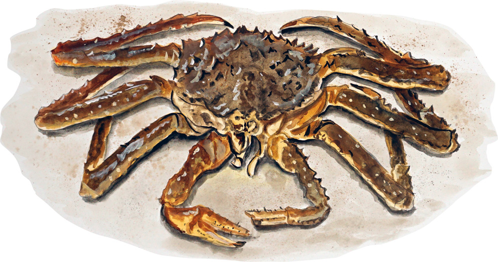 King Crab Decal/Sticker