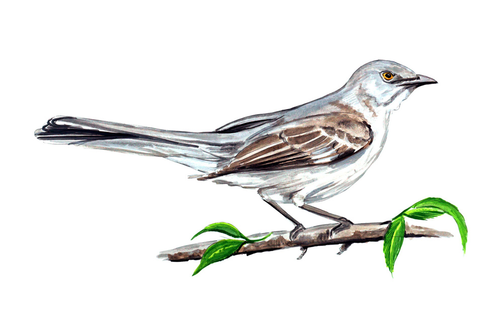 Northern Mockingbird Decal/Sticker - Click Image to Close