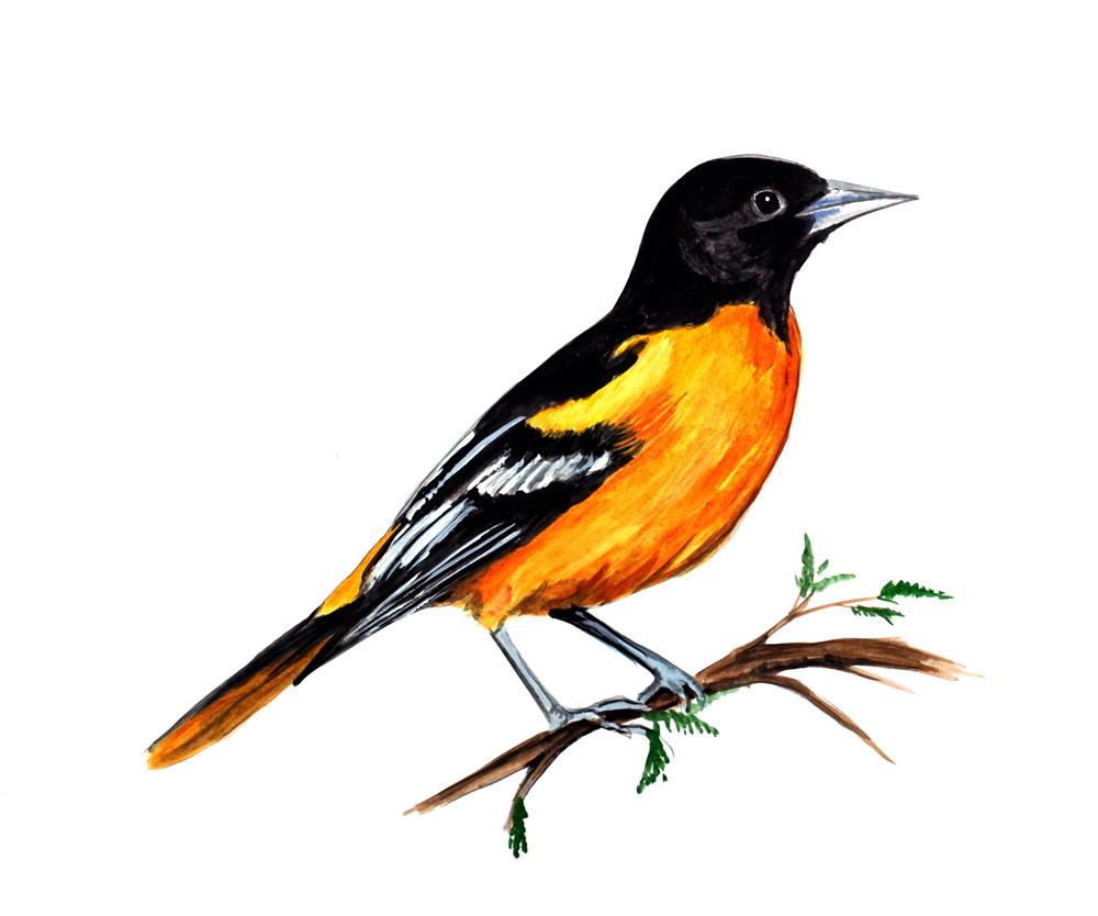 Oriole Decal/Sticker - Click Image to Close