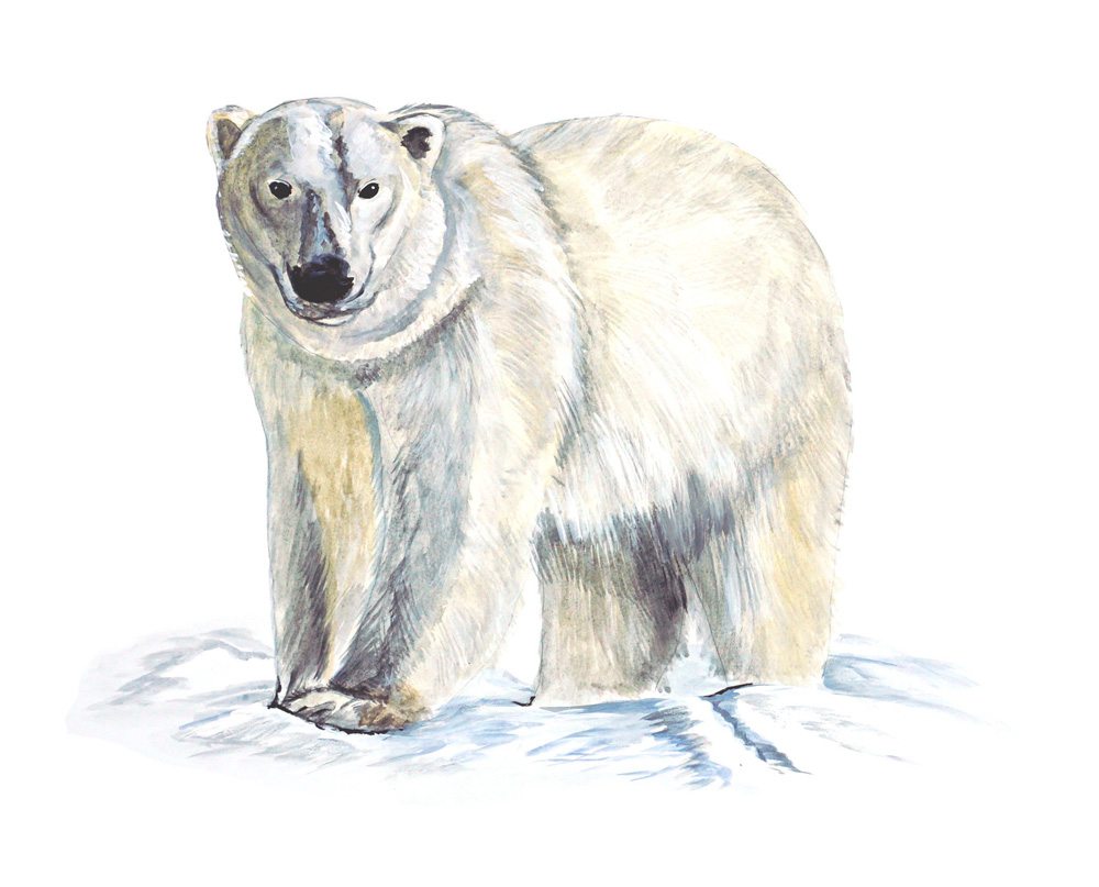 Polar Bear Decal/Sticker
