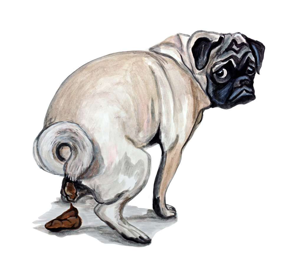 Pug Poop Decal/Sticker - Click Image to Close