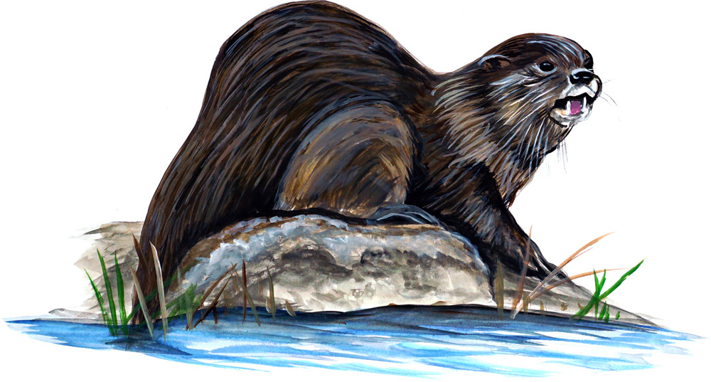 River Otter Decal/Sticker - Click Image to Close