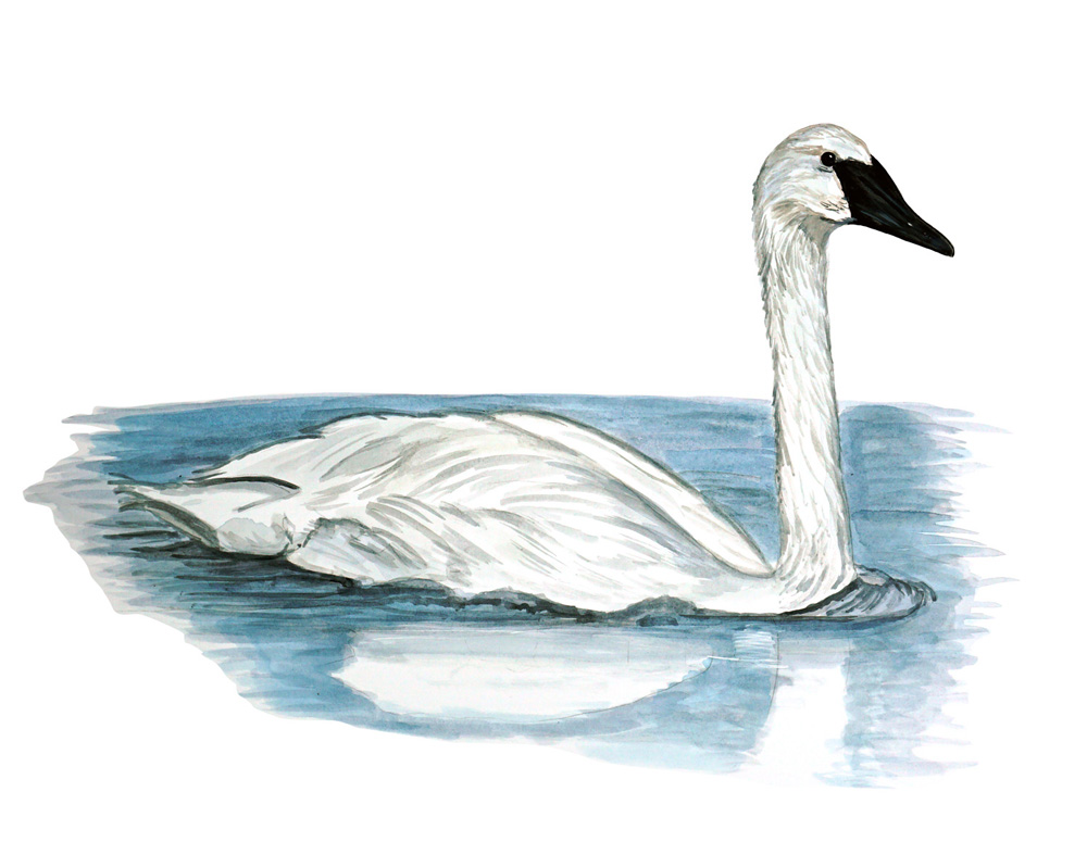 Trumpet Swan Decal/Sticker - Click Image to Close