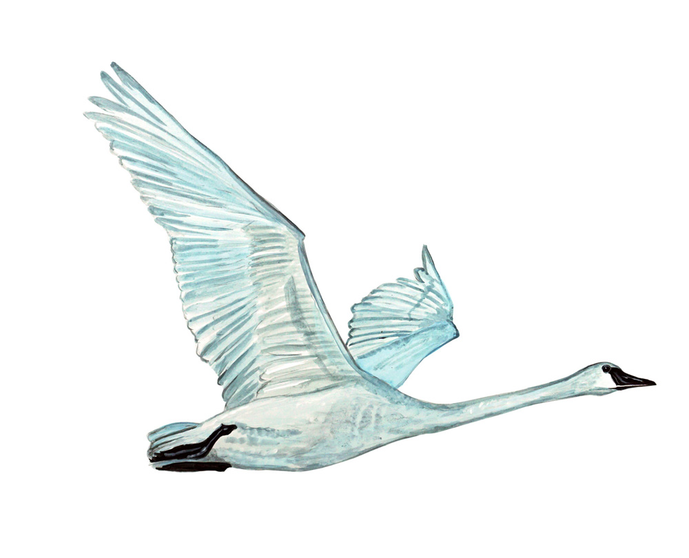 Tundra Swan Decal/Sticker - Click Image to Close