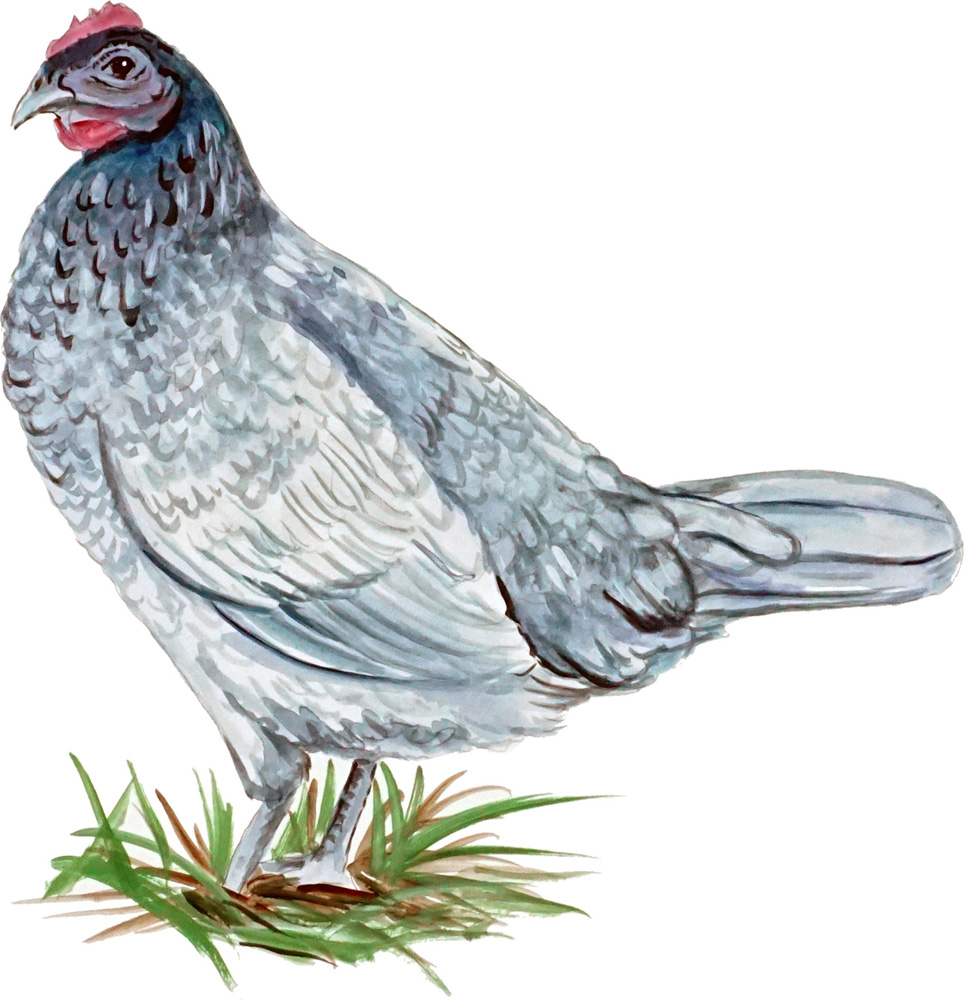 Blue Hen Chicken Decal/Sticker - Click Image to Close