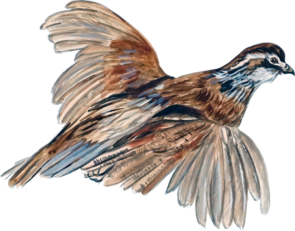 Bobtail Flying Quail Decal/Sticker - Click Image to Close