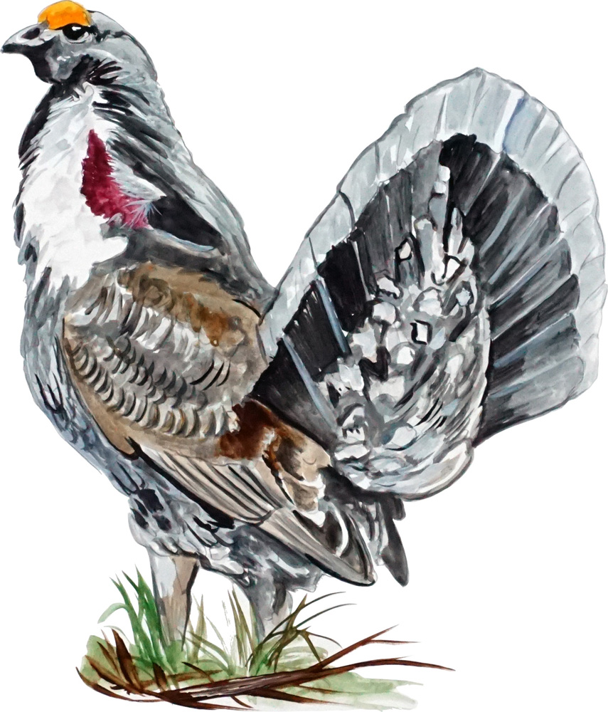 Dusky Grouse Decal/Sticker - Click Image to Close