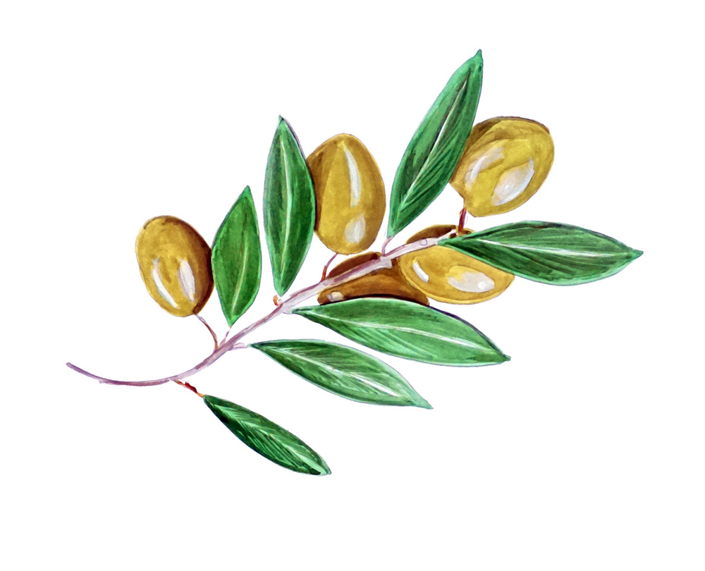 Olive Branch Decal/Sticker