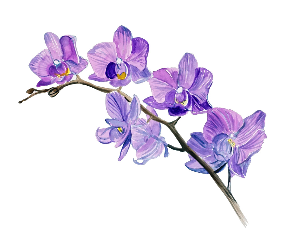 Orchid Decal/Sticker