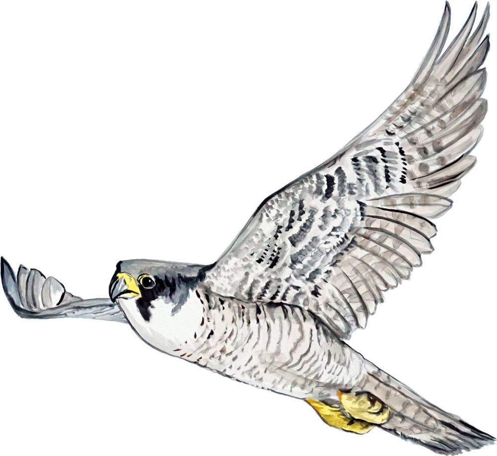 Peregrine Falcon Decal/Sticker