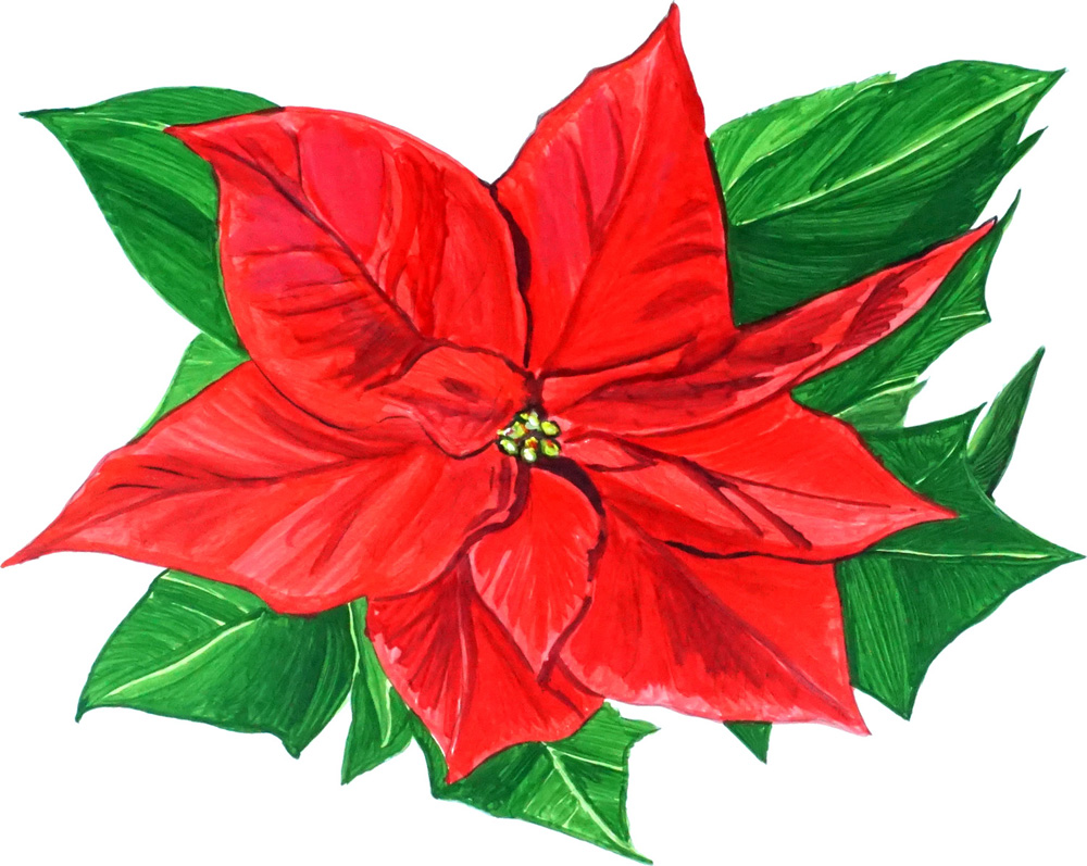 Poinsetia Decal/Sticker - Click Image to Close