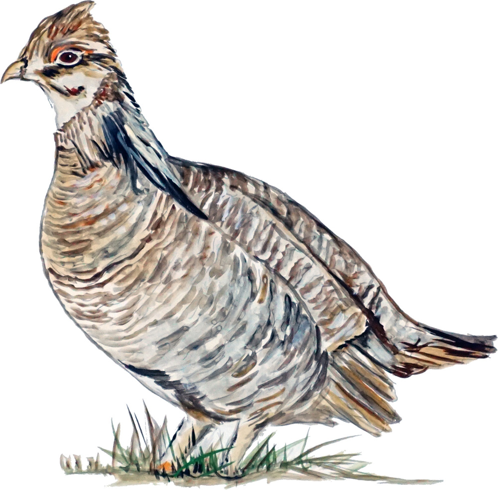 Prairie Chicken Decal/Sticker - Click Image to Close