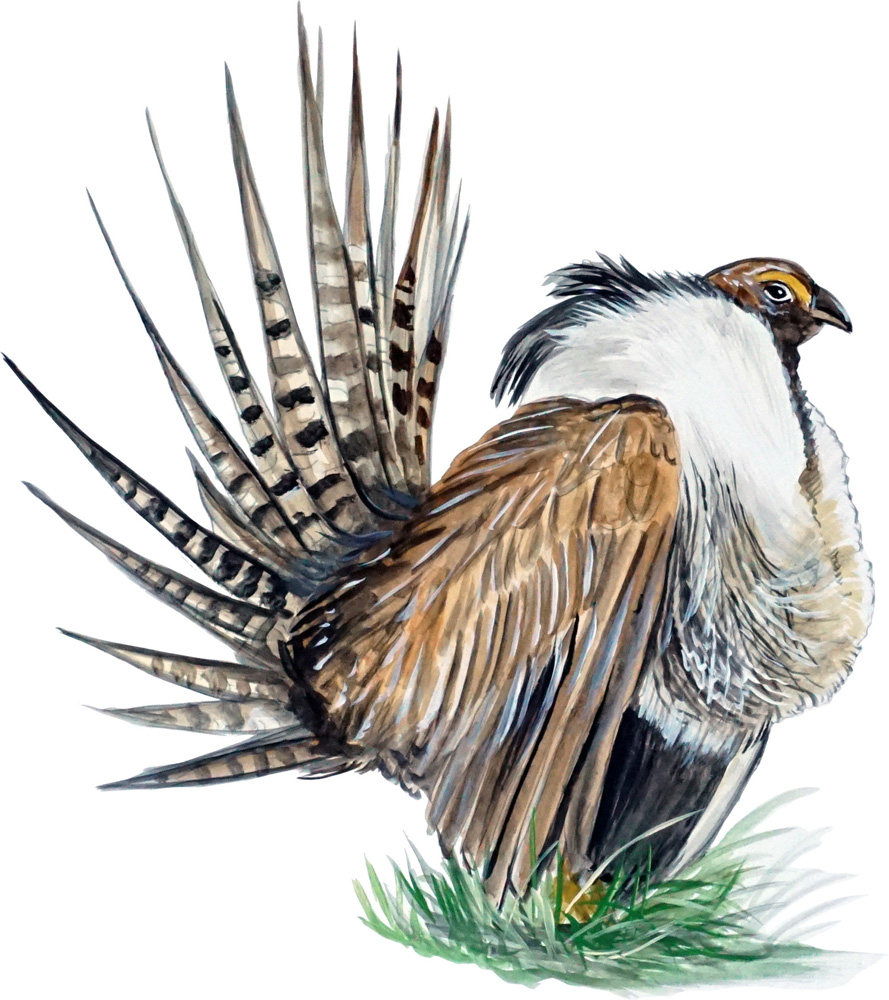 Sage Grouse Decal/Sticker - Click Image to Close