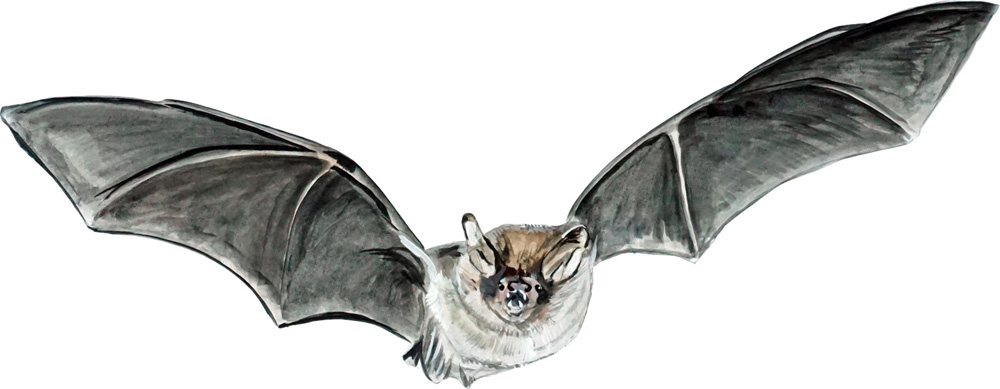Bat Decal/Sticker - Click Image to Close