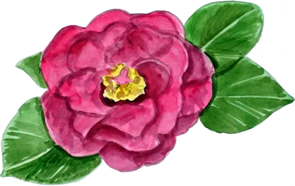 Camellia Decal/Sticker - Click Image to Close