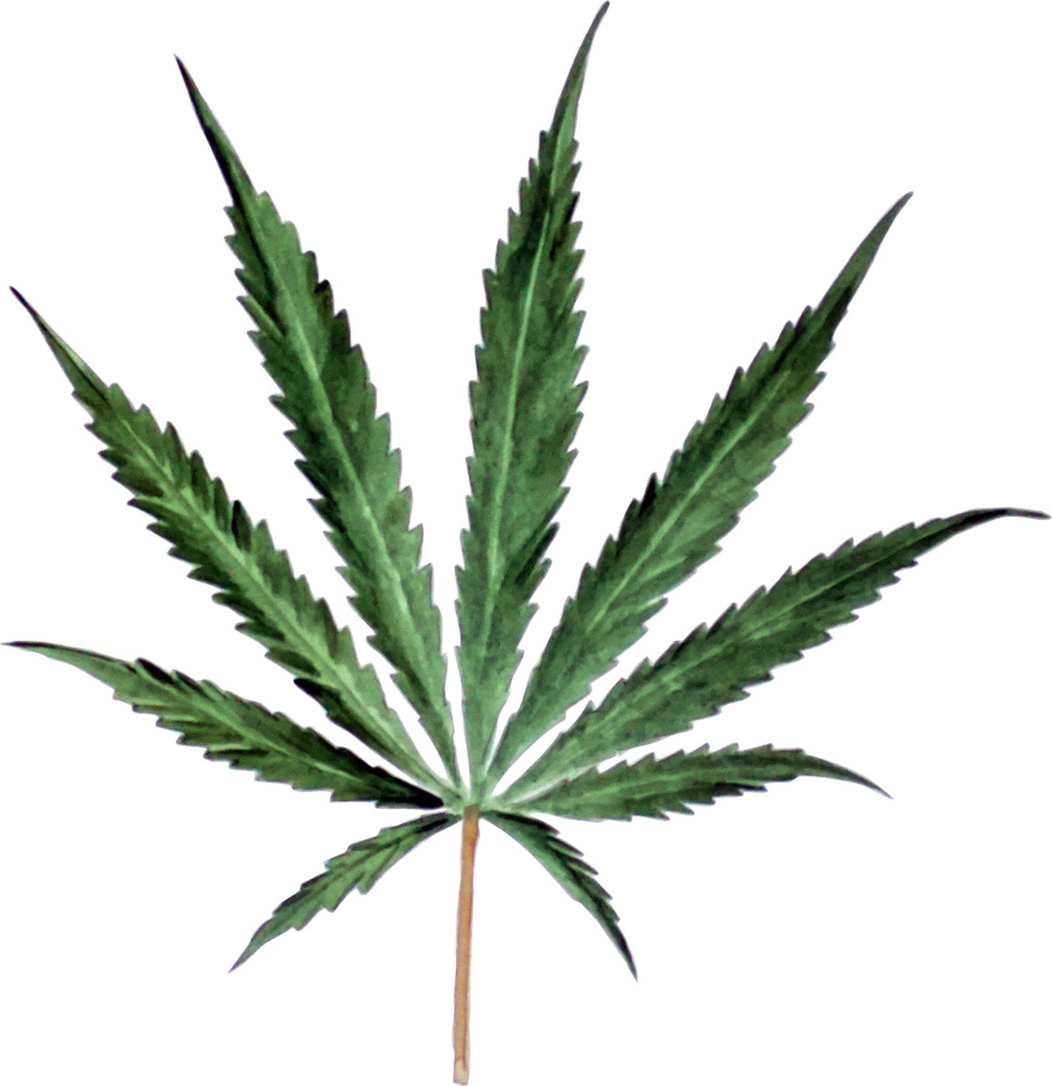 Cannibus Leaf Decal/Sticker - Click Image to Close