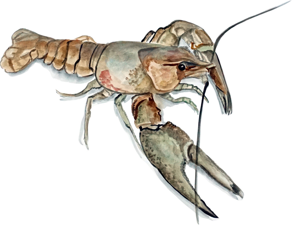 Crayfish Decal/Sticker - Click Image to Close