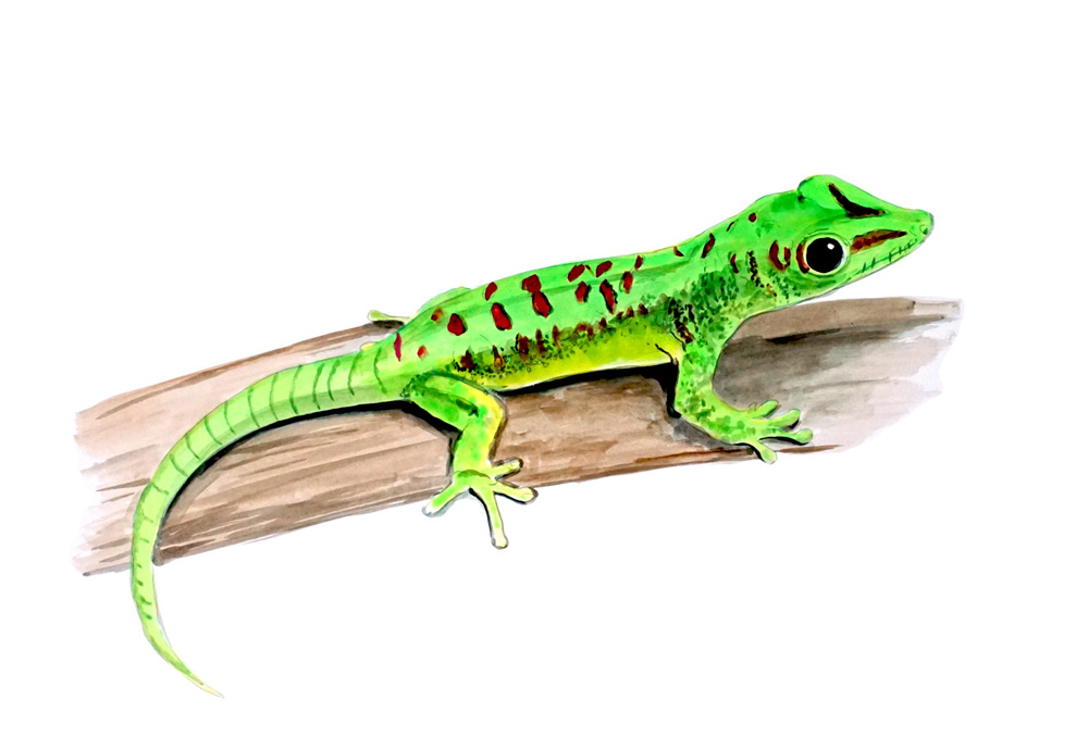Gecko Decal/Sticker - Click Image to Close