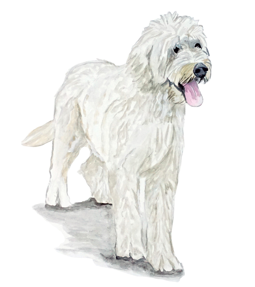 Golden Doodle Decal/Sticker - Click Image to Close
