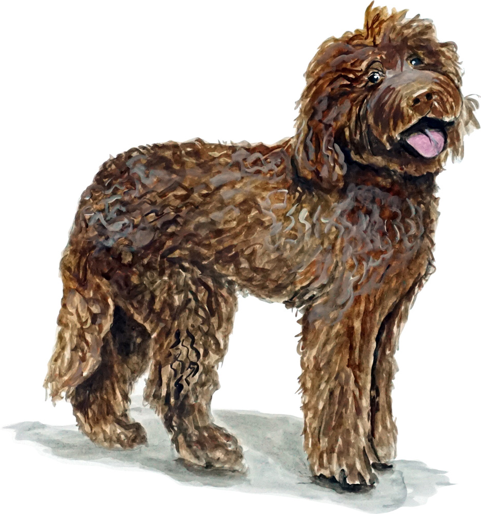 Labradoodle Decal/Sticker - Click Image to Close
