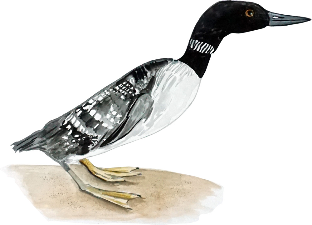 Loon Decal/Sticker - Click Image to Close