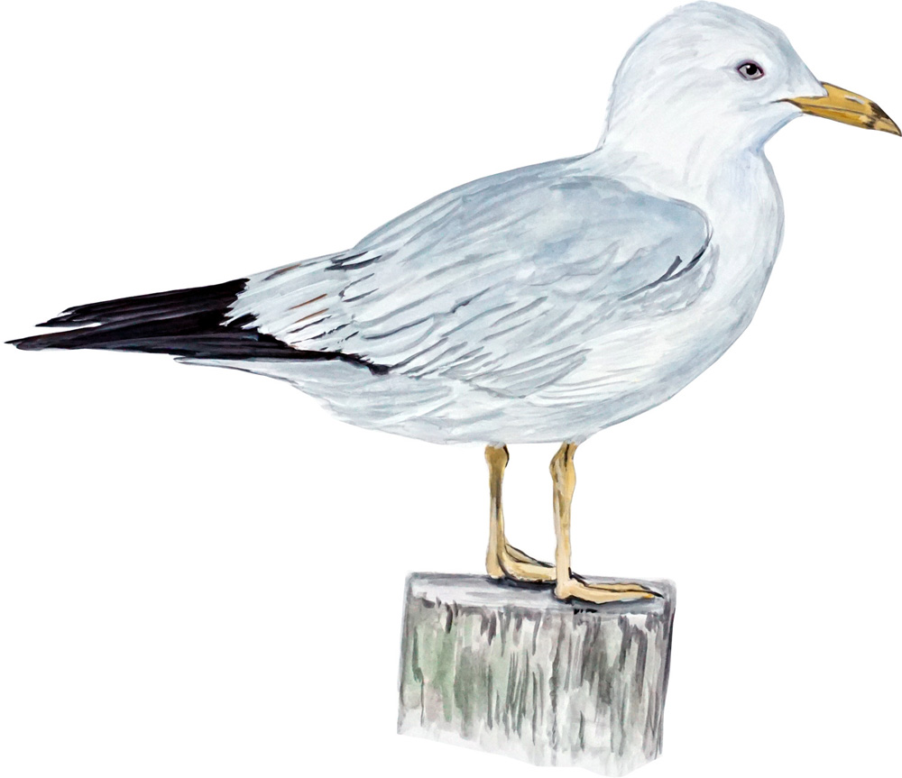 Seagull Decal/Sticker - Click Image to Close