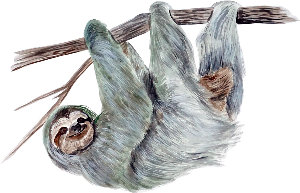 Sloth Decal/Sticker - Click Image to Close