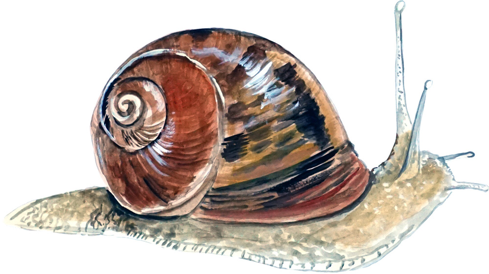 Snail Decal/Sticker - Click Image to Close