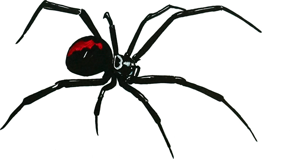 Black Widow Decal/Sticker - Click Image to Close