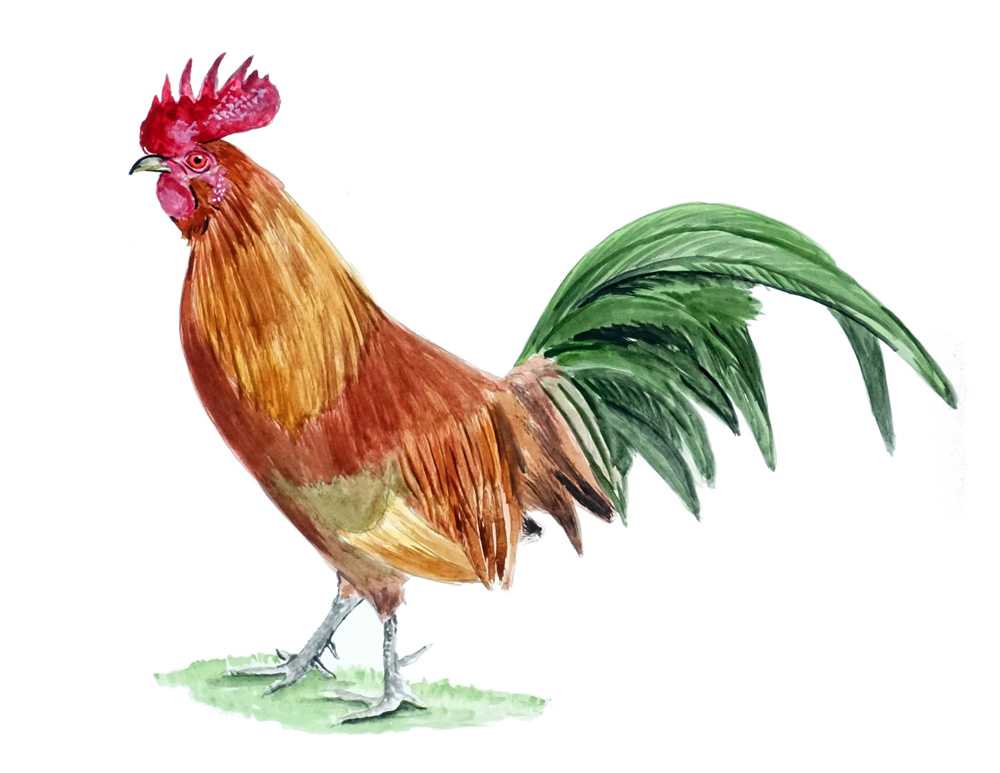 Chicken Rooster Decal/Sticker - Click Image to Close