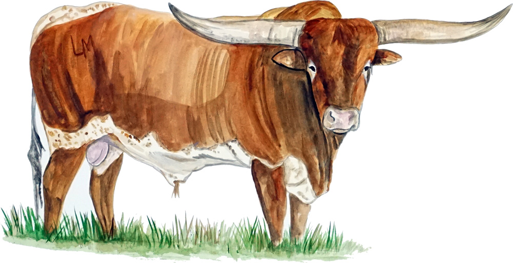 Longhorn Decal/Sticker - Click Image to Close
