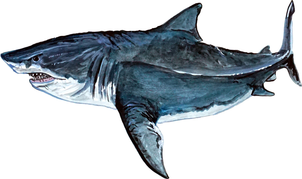 Megladon Shark Decal/Sticker - Click Image to Close