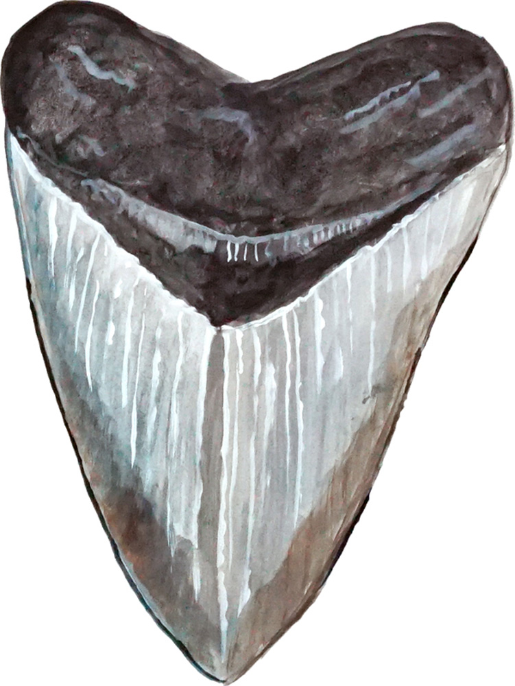 Megladon Shark Tooth Decal/Sticker - Click Image to Close