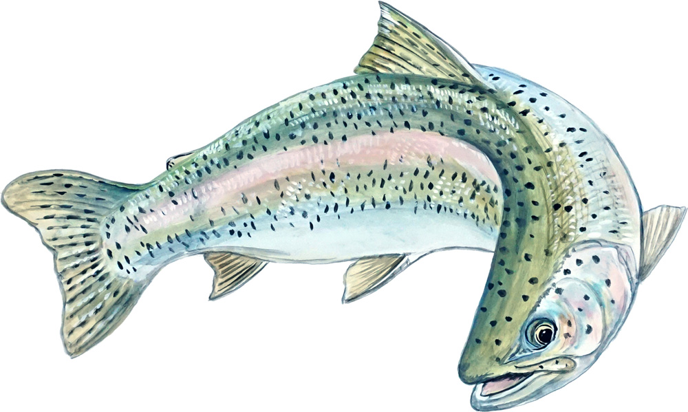 Rainbow Trout Decal/Sticker - Click Image to Close