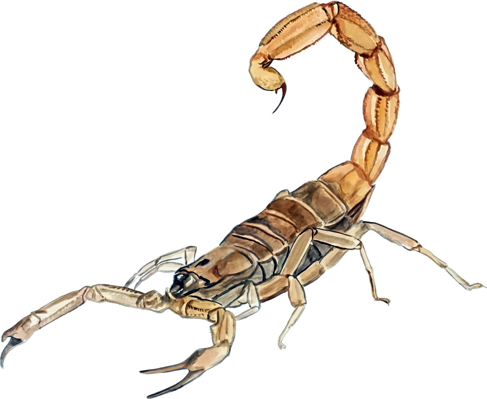 Scorpion Decal/Sticker - Click Image to Close