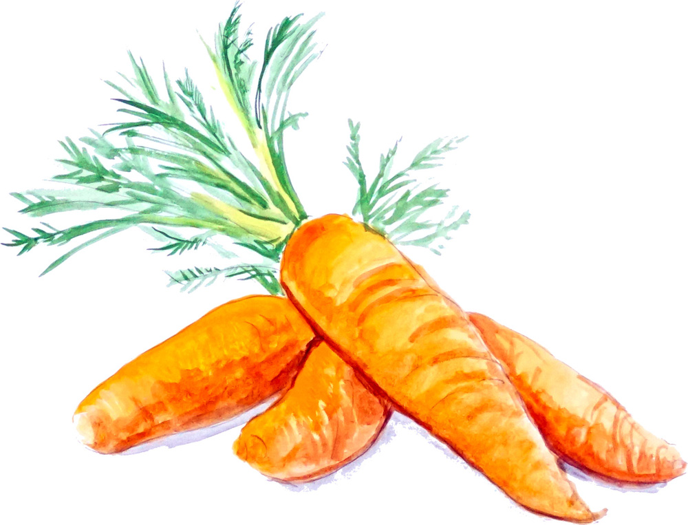 Carrots Decal/Sticker - Click Image to Close