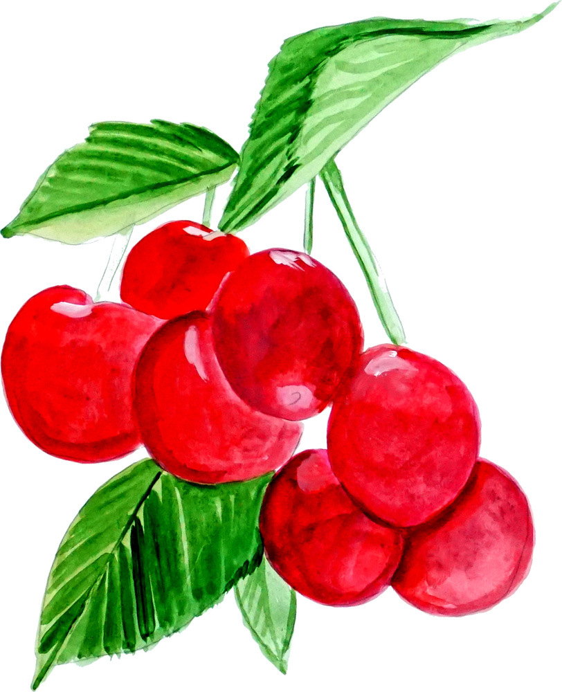 Cherries Decal/Sticker - Click Image to Close