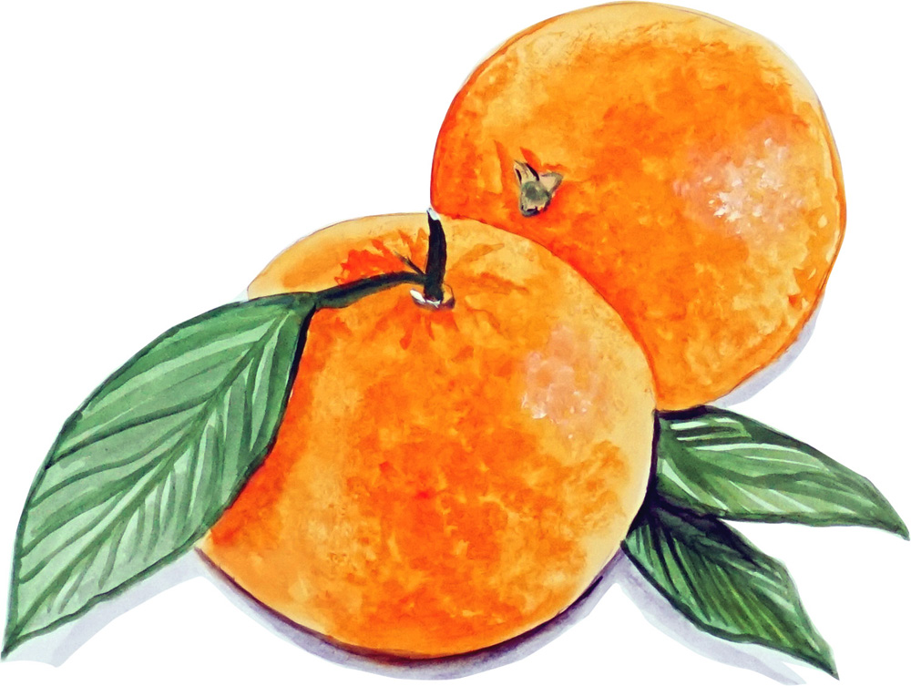 Oranges Decal/Sticker - Click Image to Close