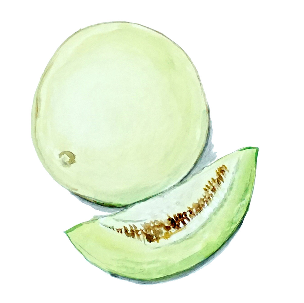 Honeydew Melon Decal/Sticker - Click Image to Close