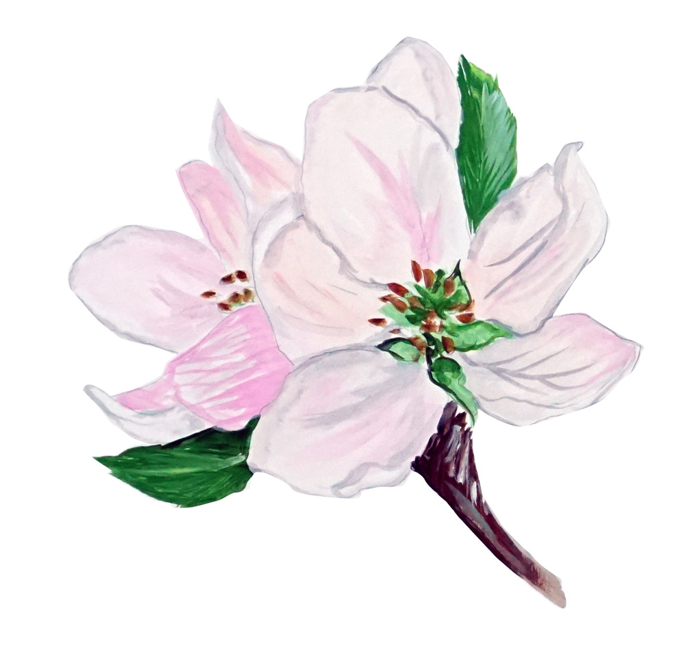 Apple Blossum Decal/Sticker - Click Image to Close