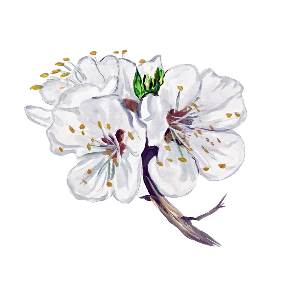 Appricot Blossum Decal/Sticker - Click Image to Close