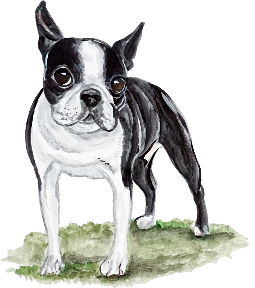 Boston Terrier Decal/Sticker - Click Image to Close