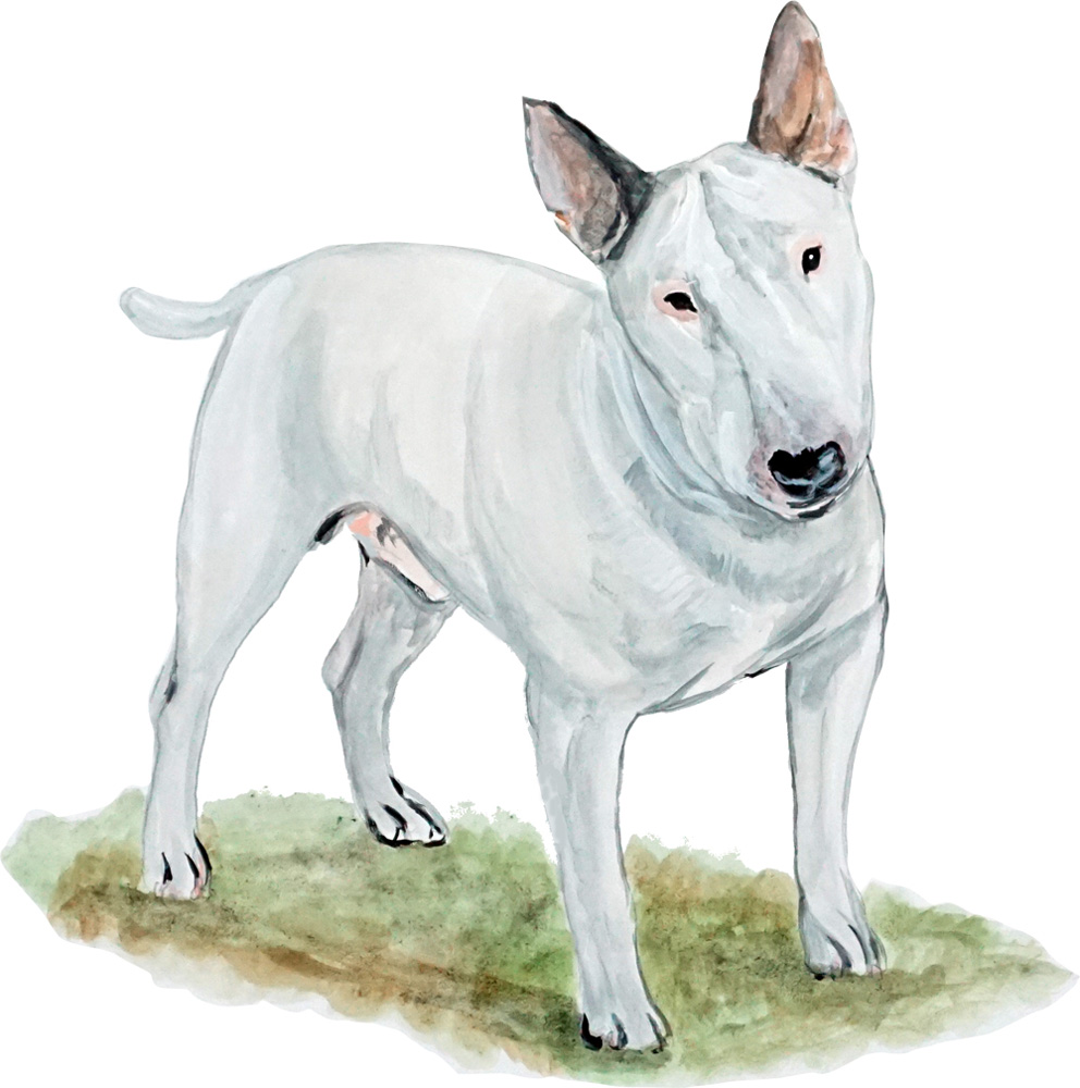 Bull Terrier Decal/Sticker - Click Image to Close