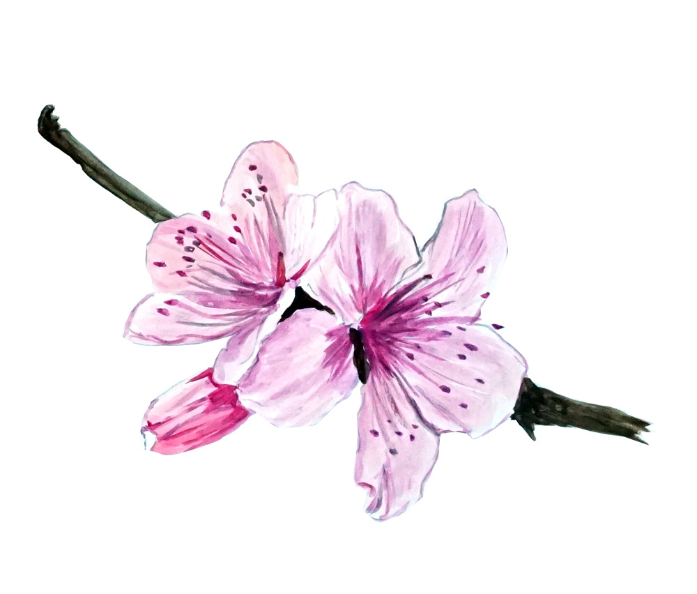 Cherry Blossom Decal/Sticker - Click Image to Close