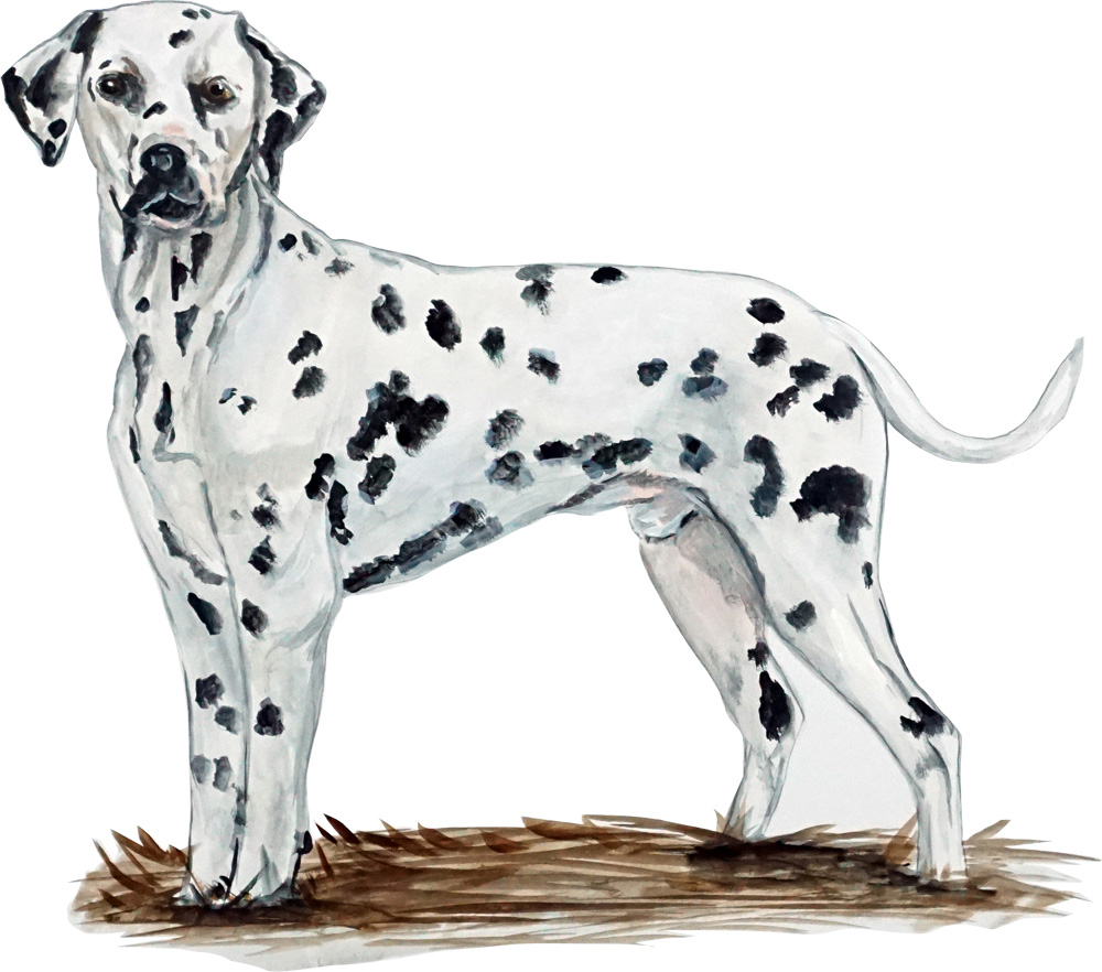 Dalmation Decal/Sticker - Click Image to Close