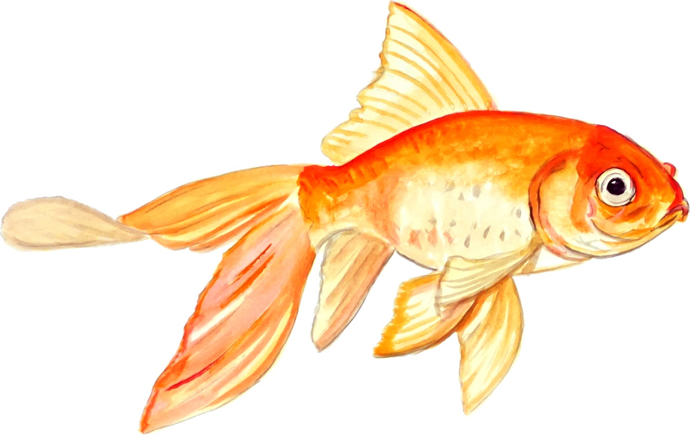 Fancy Goldfish Decal/Sticker - Click Image to Close